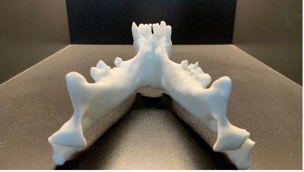 3D printed bright white Megantereon skull replica