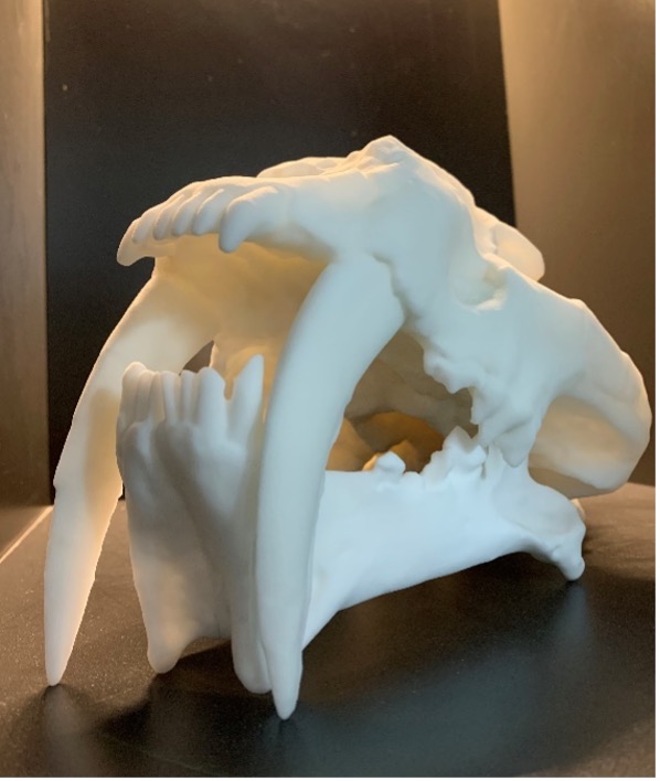 3D printed bright white Megantereon skull replica with SLS 3D printing technology