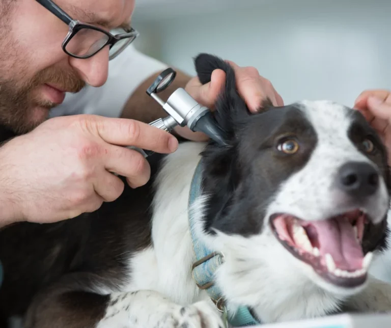 vet-examining-dogs-ear-with-an-otoscope